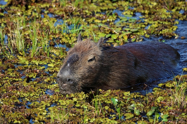 Capybara nageant dans le lagon d'Ibera