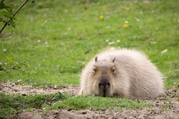 Capybara Se Repose Dans Une Clairière