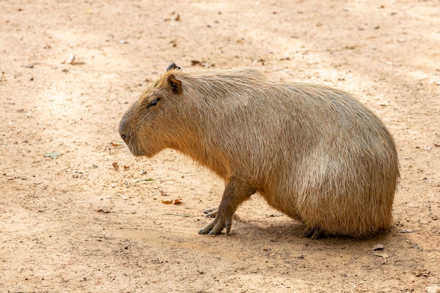 Capybara