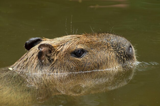 Capybara