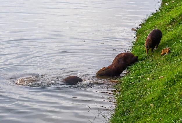 Capybaras à côté du lac à Belo Horizonte Brésil