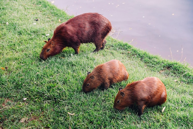 Capybaras à côté du lac à Belo Horizonte Brésil