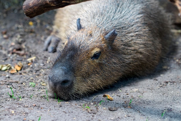 Capybaras endormis, Hydrochaeris hydrochaeris. Le plus gros rongeur vivant du monde.