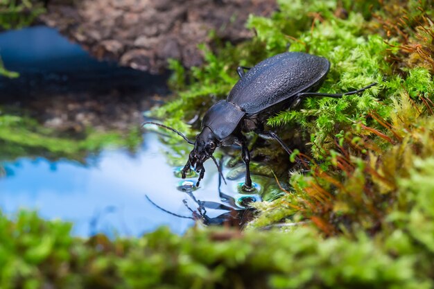 Carabus sur la rive moussue de l'eau potable