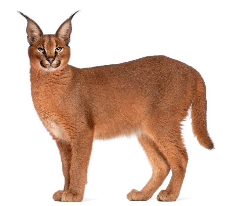 Photo caracal, caracal caracal, 6 mois,