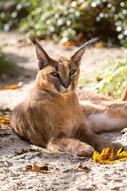 Caracal, un portrait