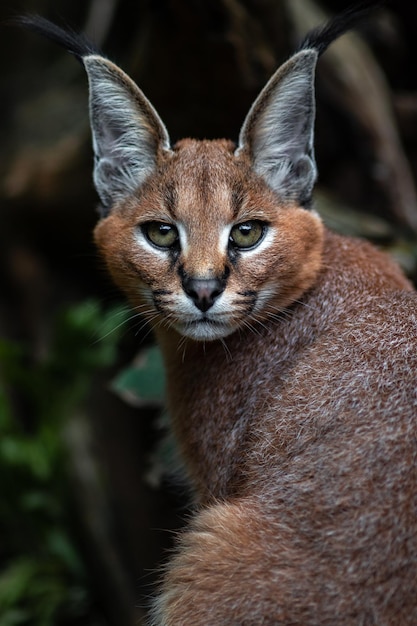 caracal