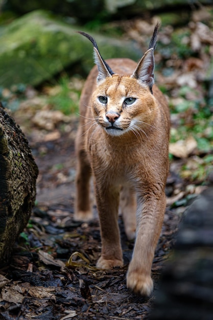 caracal