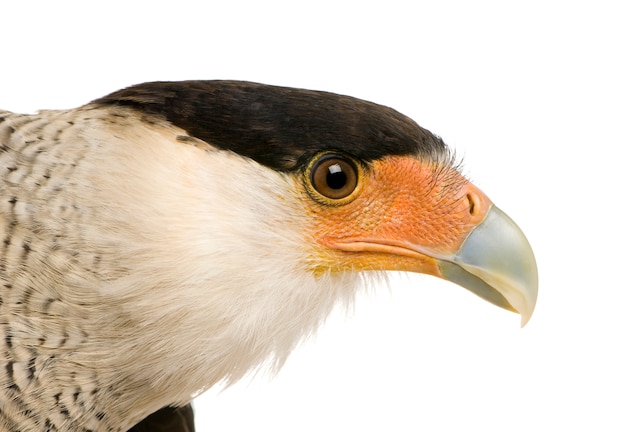 Caracara du Sud (3 ans) - Polyborus plancus devant sur un blanc isolé