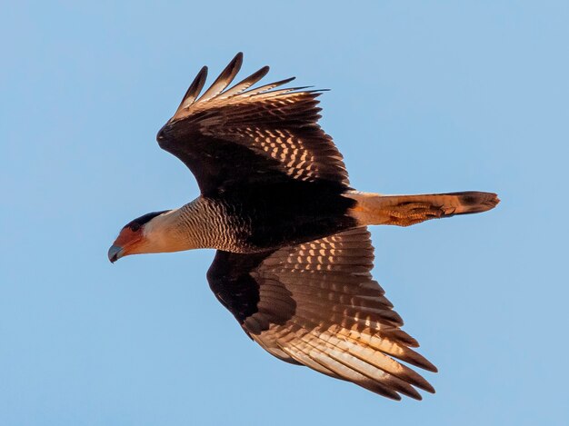 Le caracara huppé Caracara cheriway