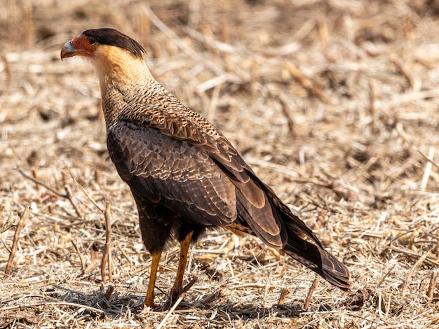 Le caracara huppé du nord Caracara cheriway également appelé le caracara du nord et le caracara huppé est un oiseau de proie de la famille des Falconidae