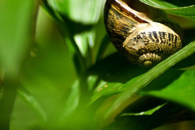 Photo un caracol debajo de unas hojas verdes