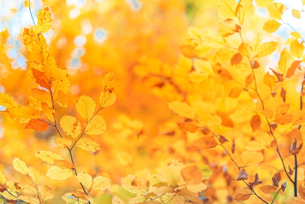 Caractère majestueux. Feuilles d'automne colorées, feuilles d'automne idylliques dorées fond de prairie au soleil