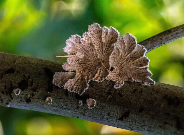 Caractéristiques du champignon Splitgill Habitat et utilisations