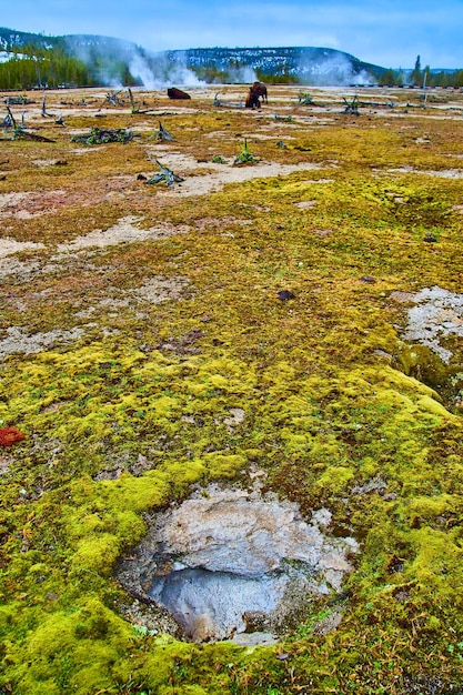 Les caractéristiques thermiques du bassin de biscuits de Yellowstone en hiver avec des bisons au loin