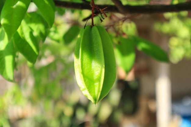 Carambole mûre fraîche dans le verger