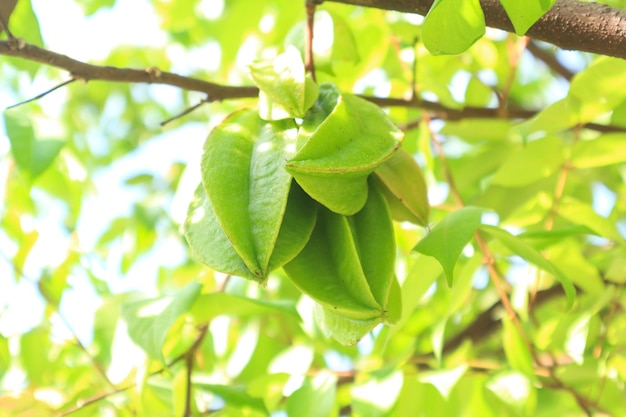 Carambole mûre fraîche dans le verger