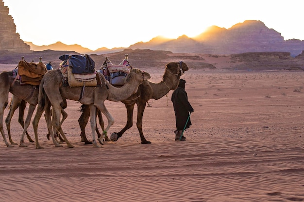 Caravane de chameaux dans le désert de Wadi Rum, Moyen-Orient, Jordanie