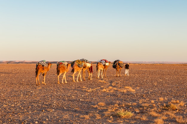 Caravane de chameaux sur le désert