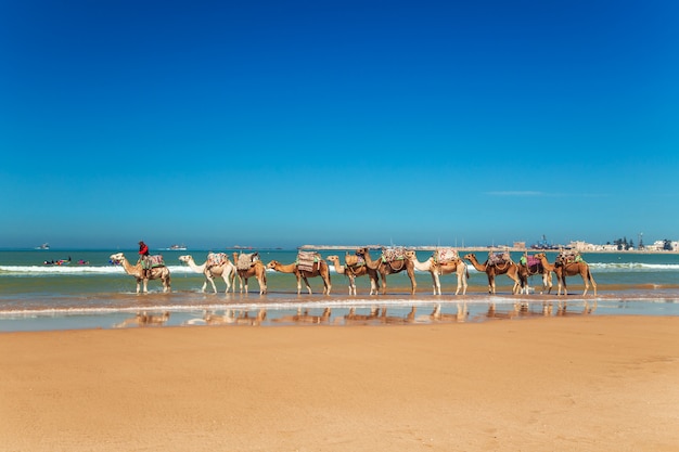 La Caravane De Chameaux Longe Le Rivage De L'océan Atlantique.