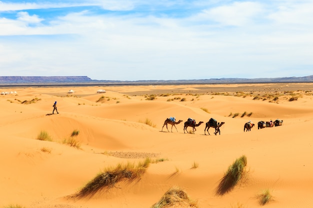 Caravane de chameaux traversant le désert