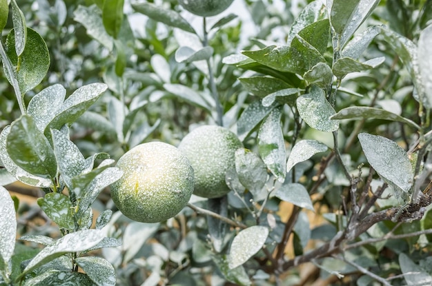 Carbonate de calcium blanc sur les orangers