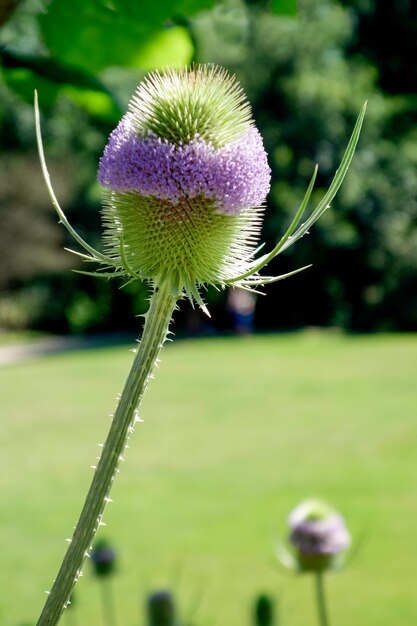 Photo cardère floraison dans un jardin anglais