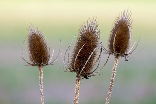 Photo cardères (dipsacus)