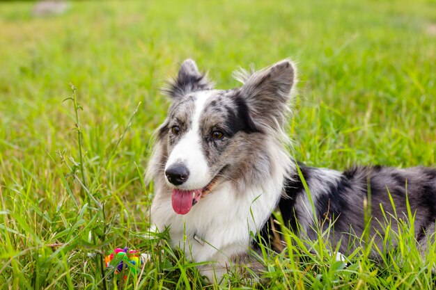 Cardigan corgi gallois sur l'herbe verte en plein air