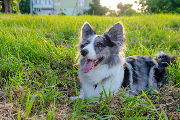 Cardigan corgi gallois sur l'herbe verte en plein air