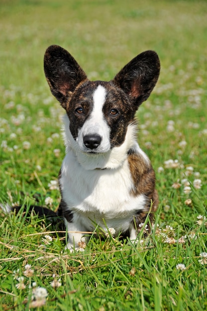 Cardigan gallois Corgi chien sur l'herbe