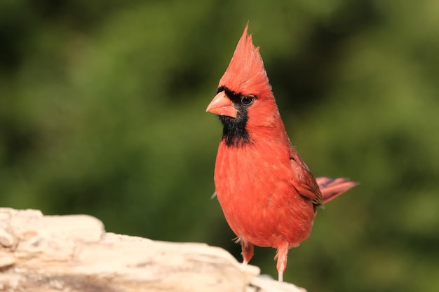 Photo cardinal du nord - mâle