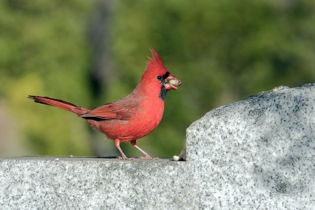 Photo cardinal du nord