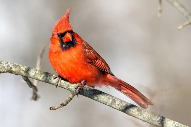 Cardinal du Nord