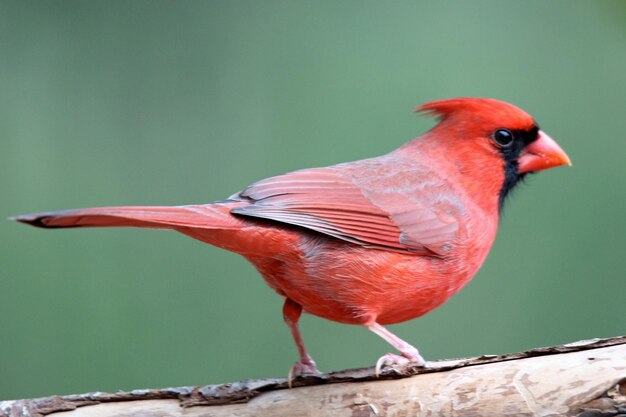 Photo un cardinal mâle perché