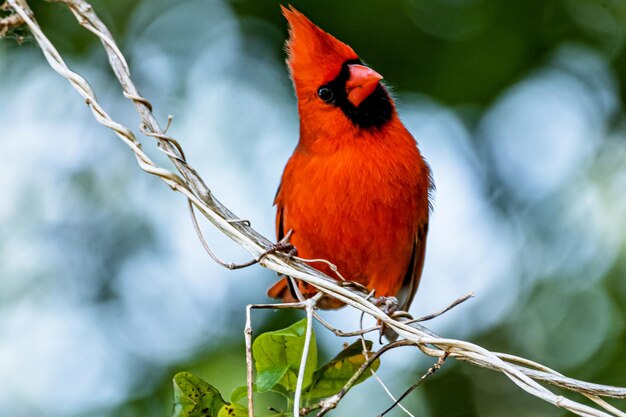 Le cardinal me regarde.