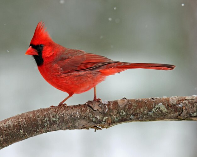 Photo un cardinal de neige