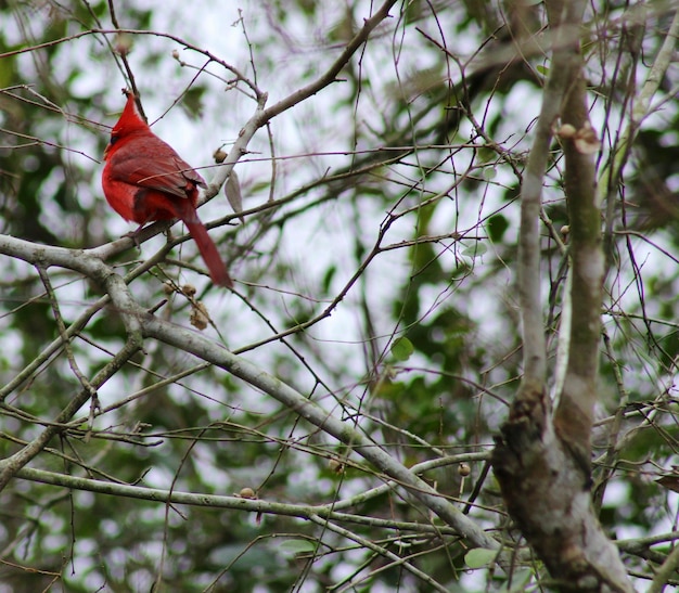 Le cardinal perché sur une branche