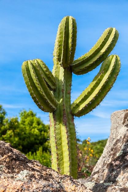 Photo cardon cactus ou trichocereus pasacana à travers le ciel bleu. italie