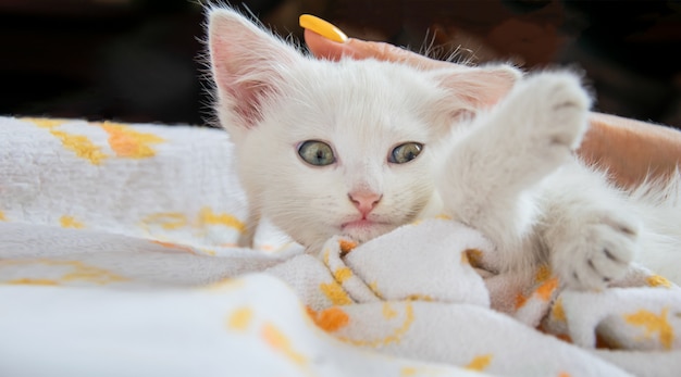 Caresser un chaton blanc mignon qui se détend sur un plaid à la maison