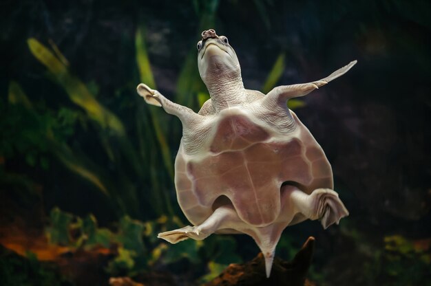 Carettochelys insculpta. La tortue à nez de cochon nage dans un aquarium.