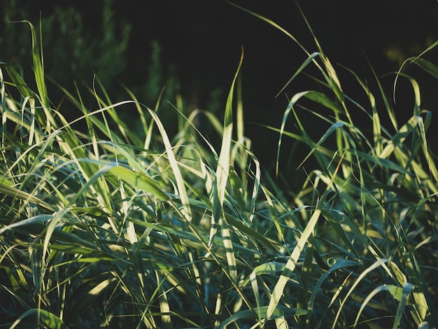 Carex dans la lumière du matin avec des gouttes de rosée