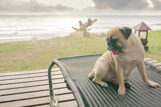 Carlin chien regardant les vacances d&#39;été vue sur la plage