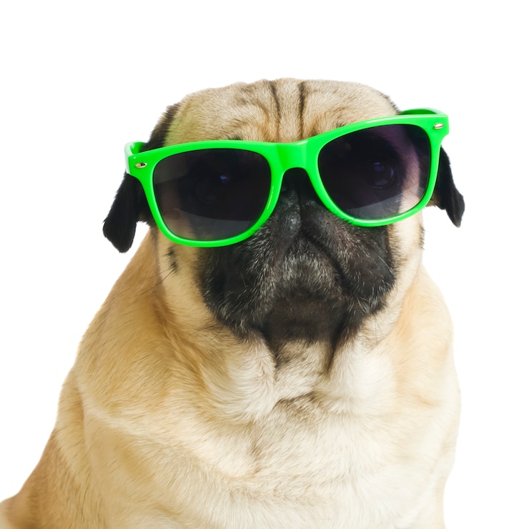 Photo carlin avec des lunettes de soleil