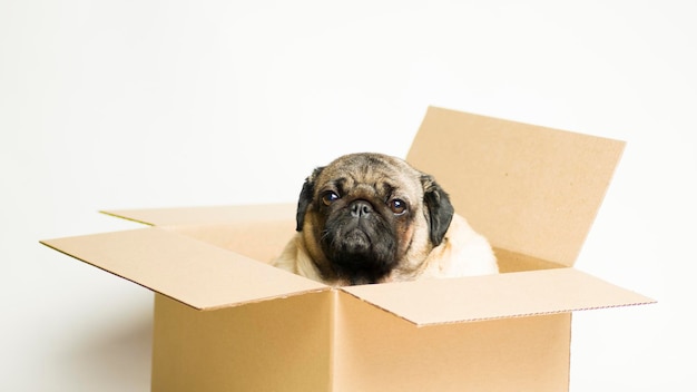 Carlin mignon dans une boîte en carton Chien dans une boîte en carton sur fond blanc Le concept de déménagement et de livraison