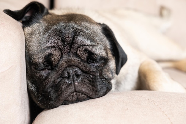 Un carlin mignon dort sur un canapé beige Soin des cheveux carlins amour et soin de l'animal