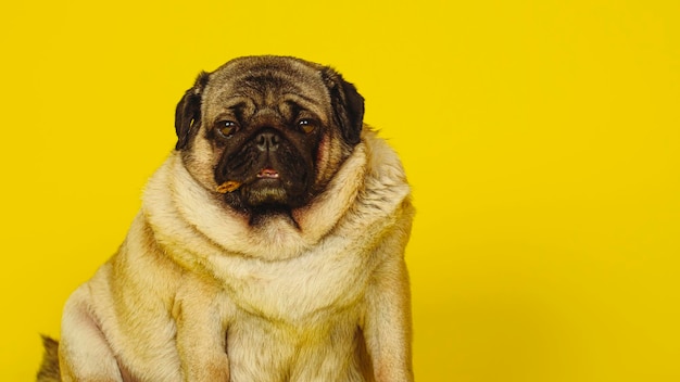 Carlin mignon avec des friandises pour chien dans sa bouche sur un fond jaune Charmant carlin assis sur un fond jaune dans le studio et regardant la caméra