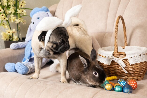 Carlin de Pâques et chien lapin avec oreilles de lapin