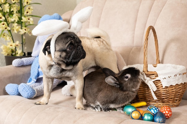 Carlin de Pâques et chien lapin avec oreilles de lapin