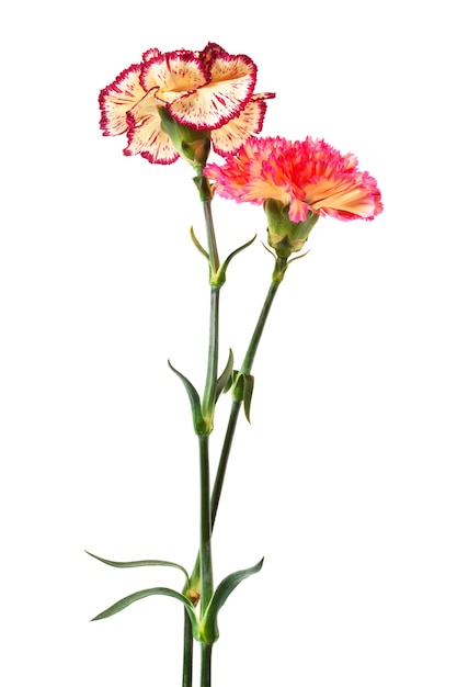 Carnation